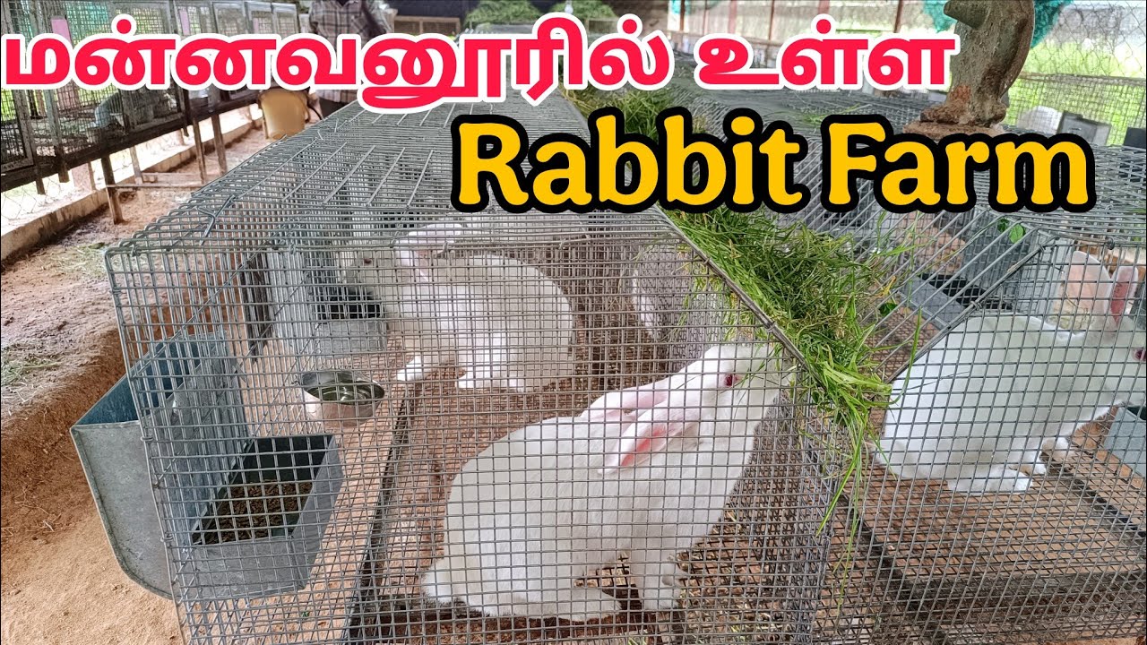 மன்னவனூரில் உள்ள முயல் பண்ணைக்கு பயிற்சிக்காக போன அனுபவம்🐰🐇#trichyrabbitfarm