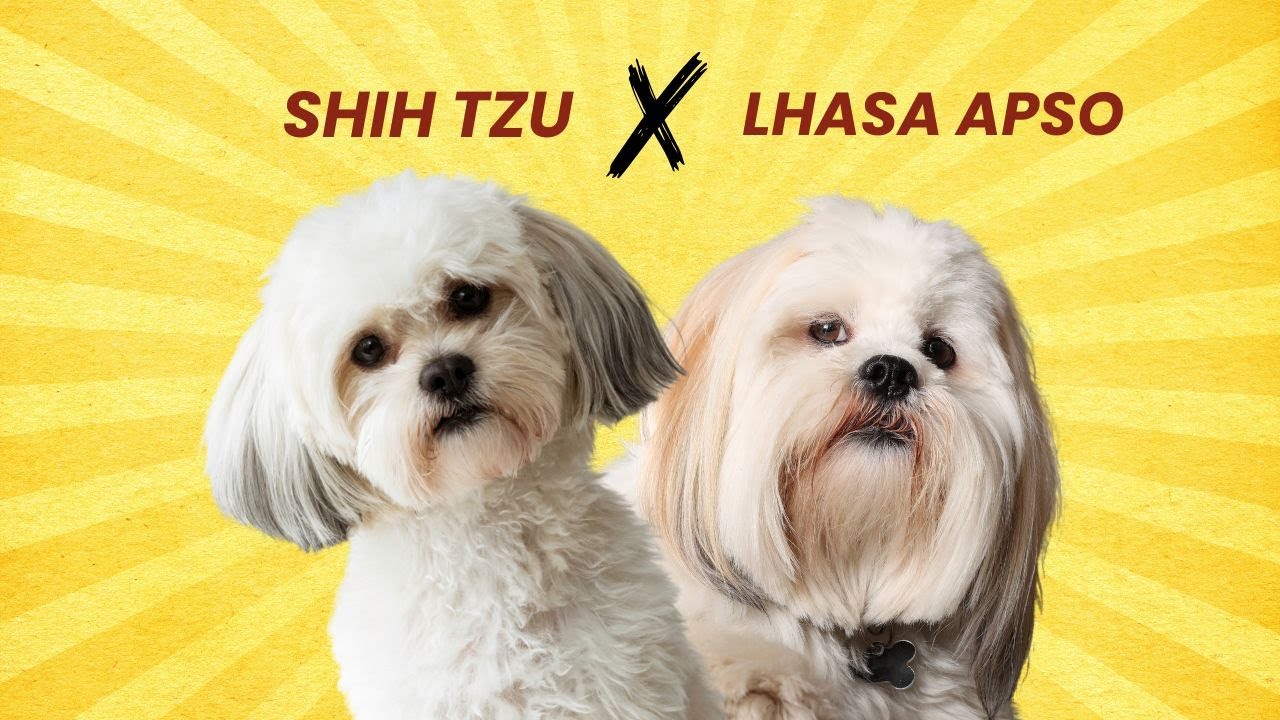 Shih Apso – Shih Tzu Lhasa Apso Mix Guide