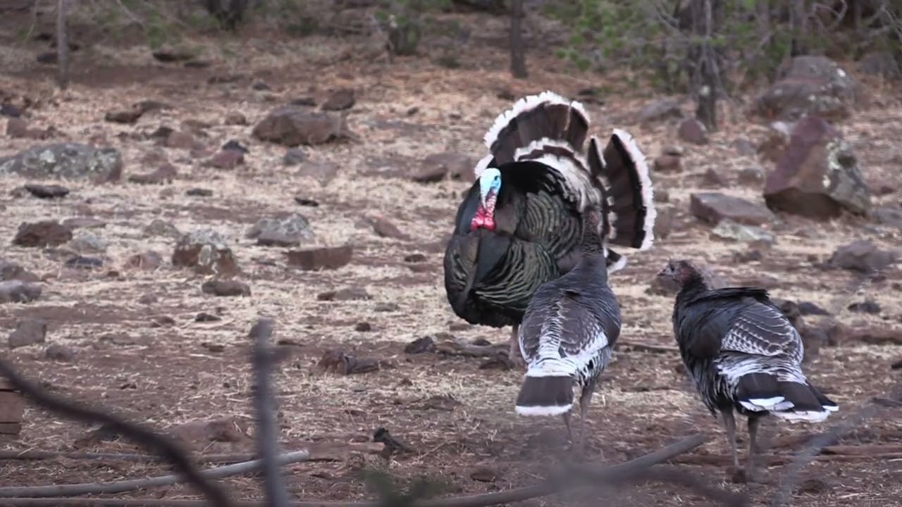 Episode 21:  Mexico Gould's Turkey Hunt with Beau Brooks and Jay Scott Part 4