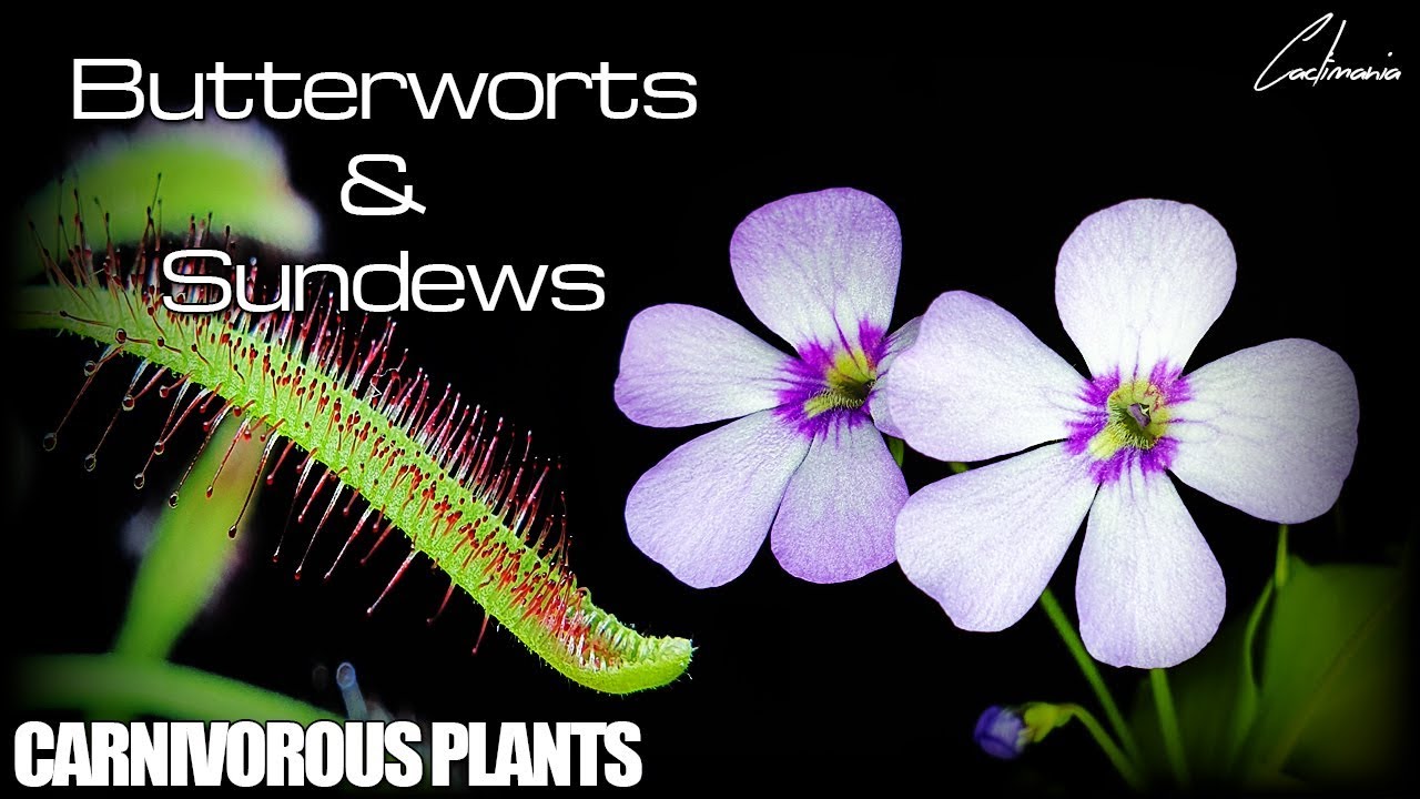 Butterworts & Sundews - Sticky Death Traps