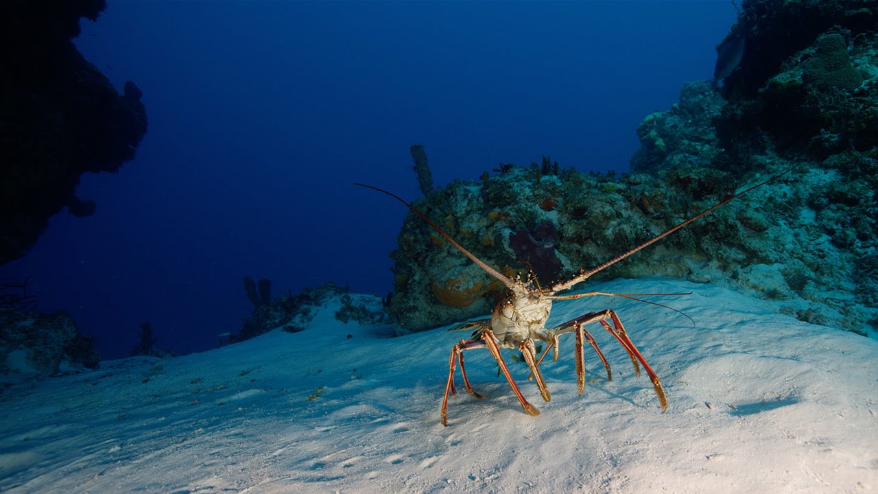 Nate and Sean | Underwater with the 6K WEAPON and DSMC2 H2O OLPF | Shot on RED