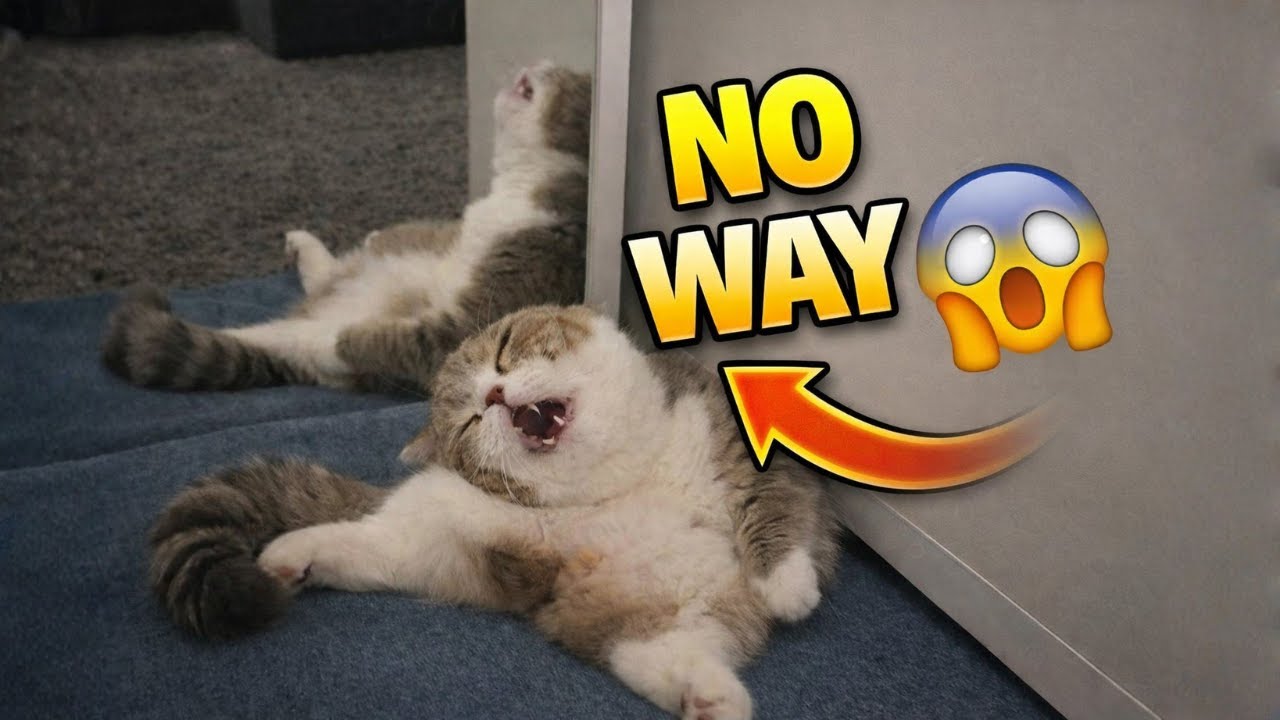 You Won’t Believe… The Internet LOST IT Over This Cat 😱
