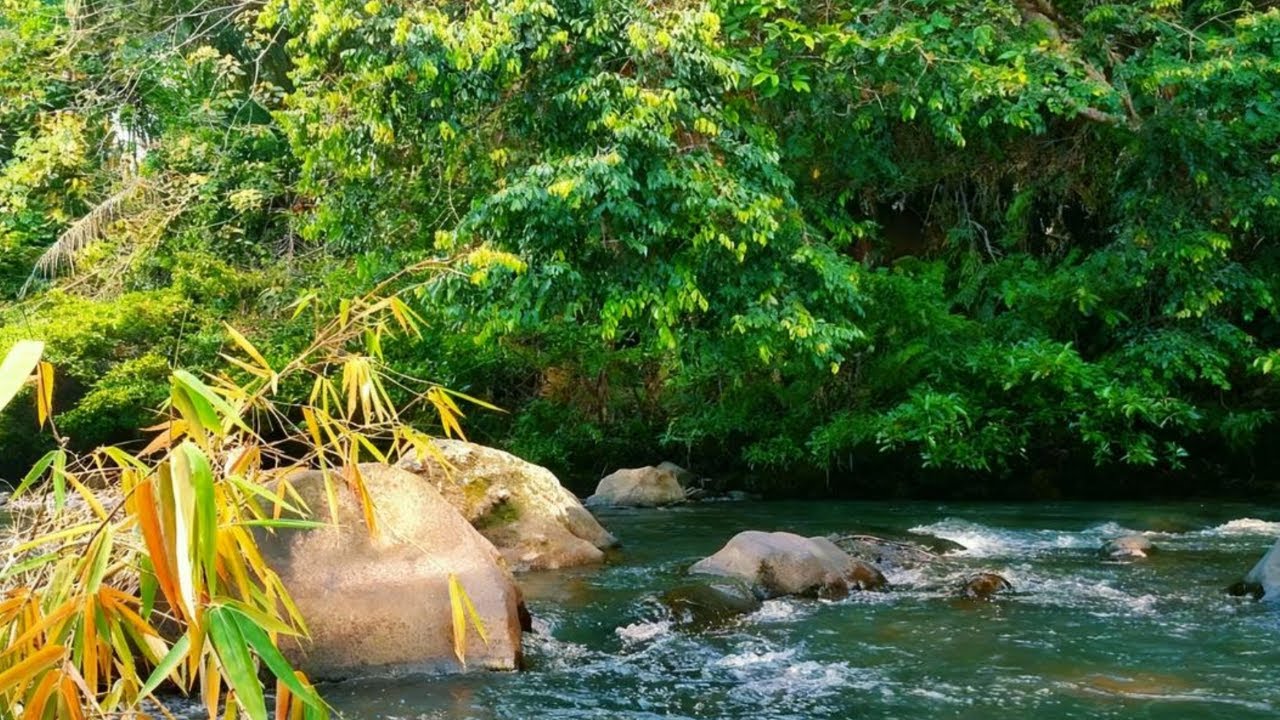 Peaceful Flowing River Sounds | Calm Nature White Noise