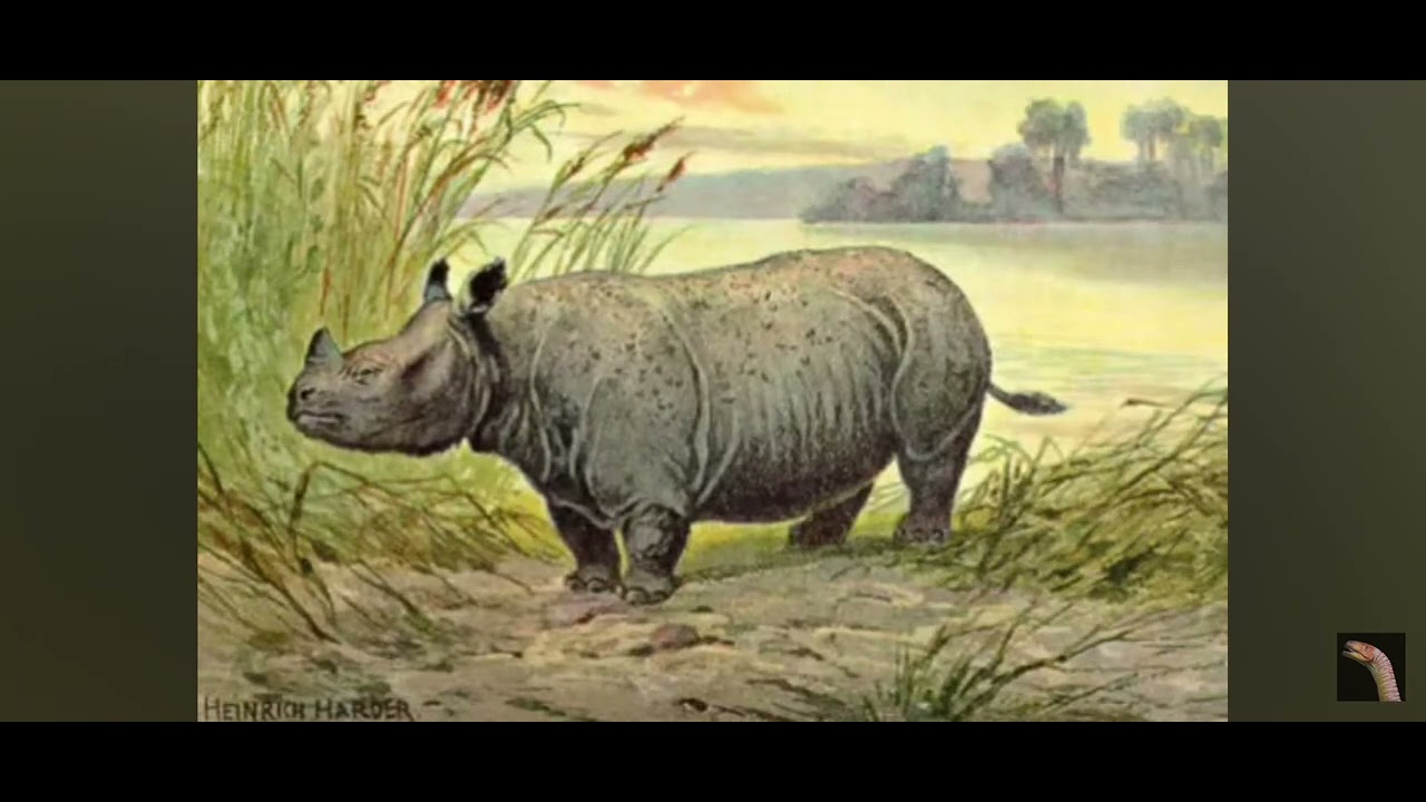 Teleoceras