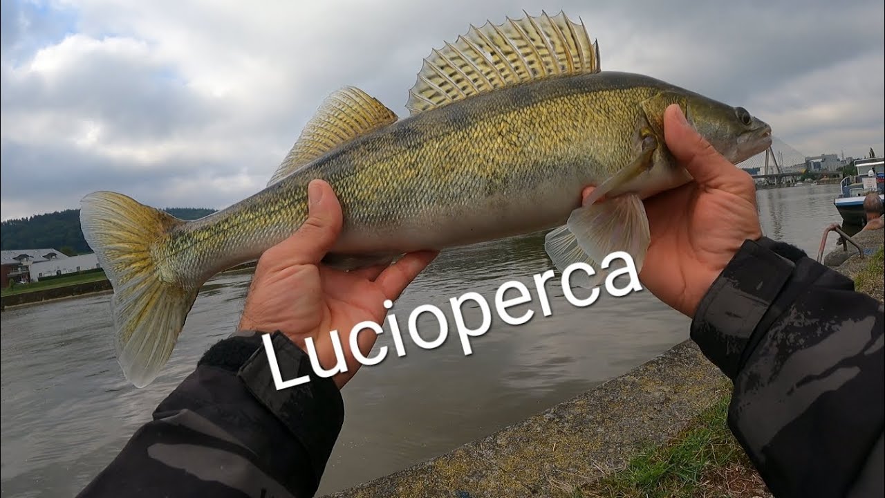 🇵🇹 Melhor época para o lucioperca autono inverno