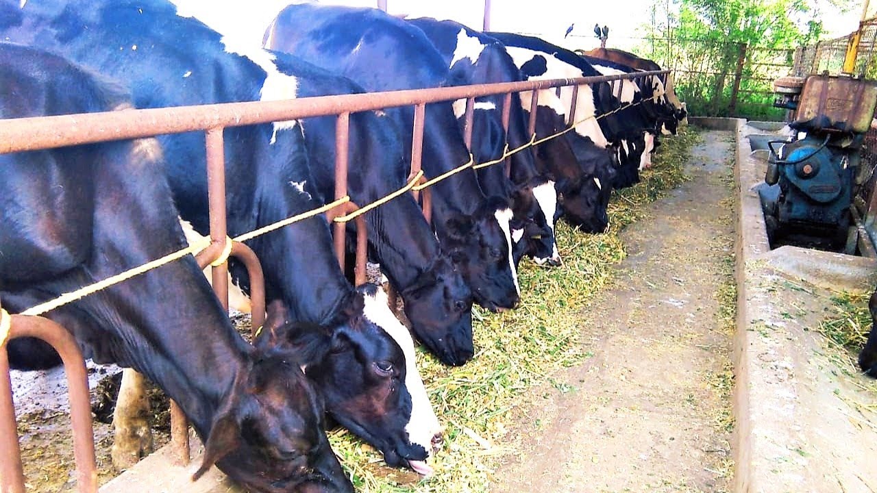 दूध व्यवसायातून 3 लाख महिना फायदा | Arvind Patil Dairy Farm success story Kolhapur | माहिती व मुलाखत