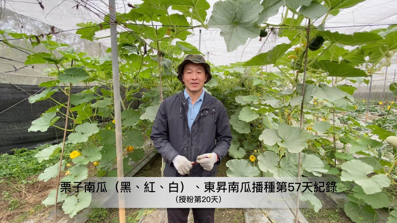 栗子南瓜播種第57天紀錄（授粉第20天），每株結3~4個果｜友善耕種