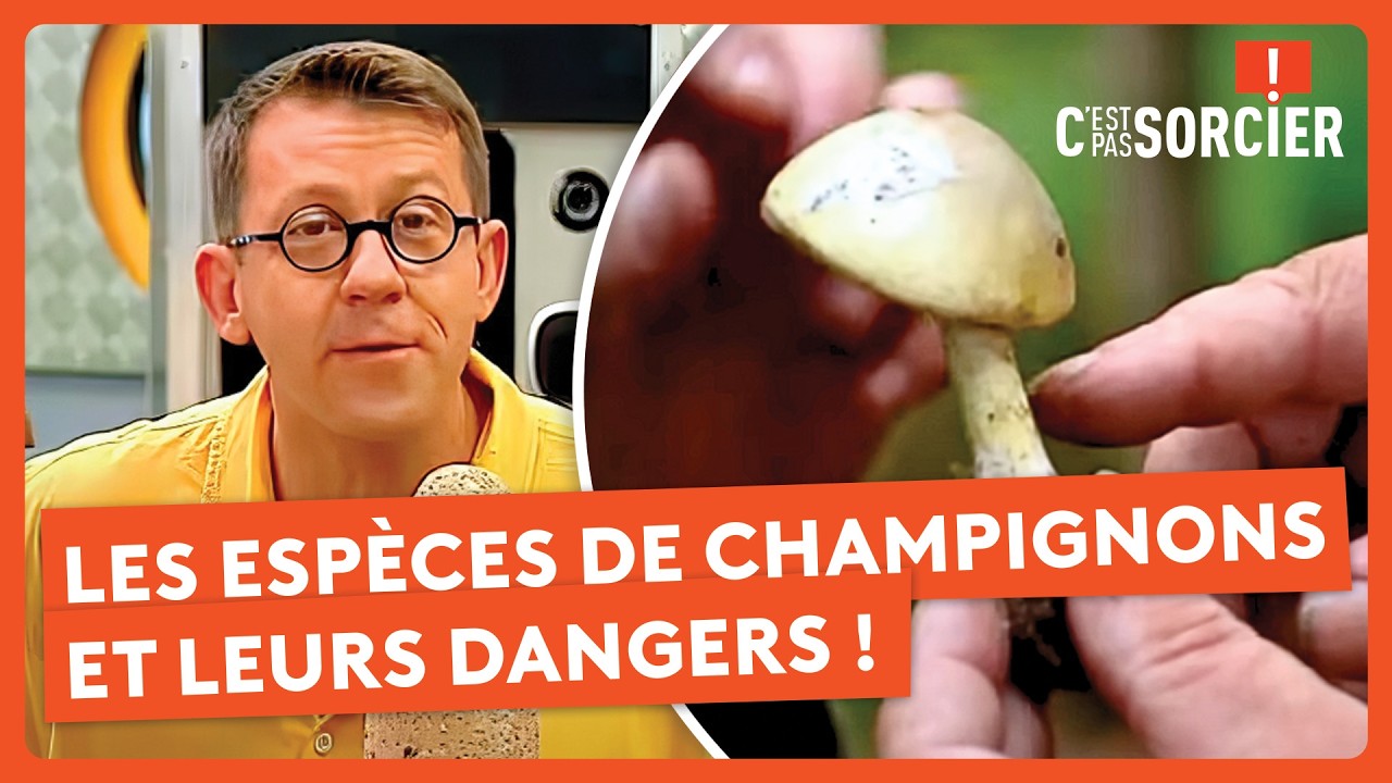 Éviter de manger un champignon empoisonné ? - C'est pas sorcier