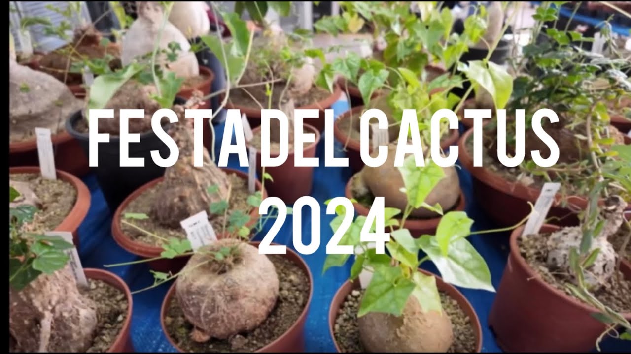 Got my wishlist non aroid plant!! Come see Festa del Cactus with me!! 💚 Italian episode 🇮🇹🍕