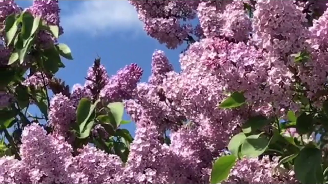 Марина Сахаровская 