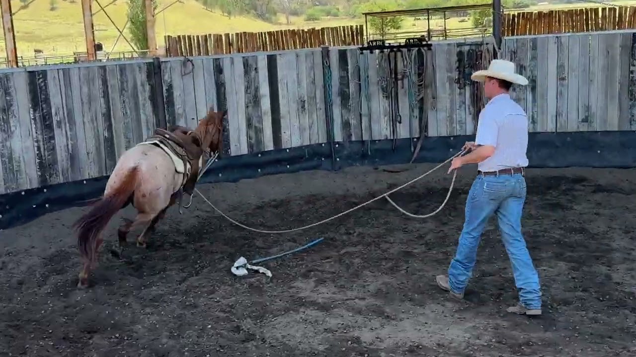 The ‘One Rein Stop’ or ‘Doubling’ is an important part of the breaking in process. 