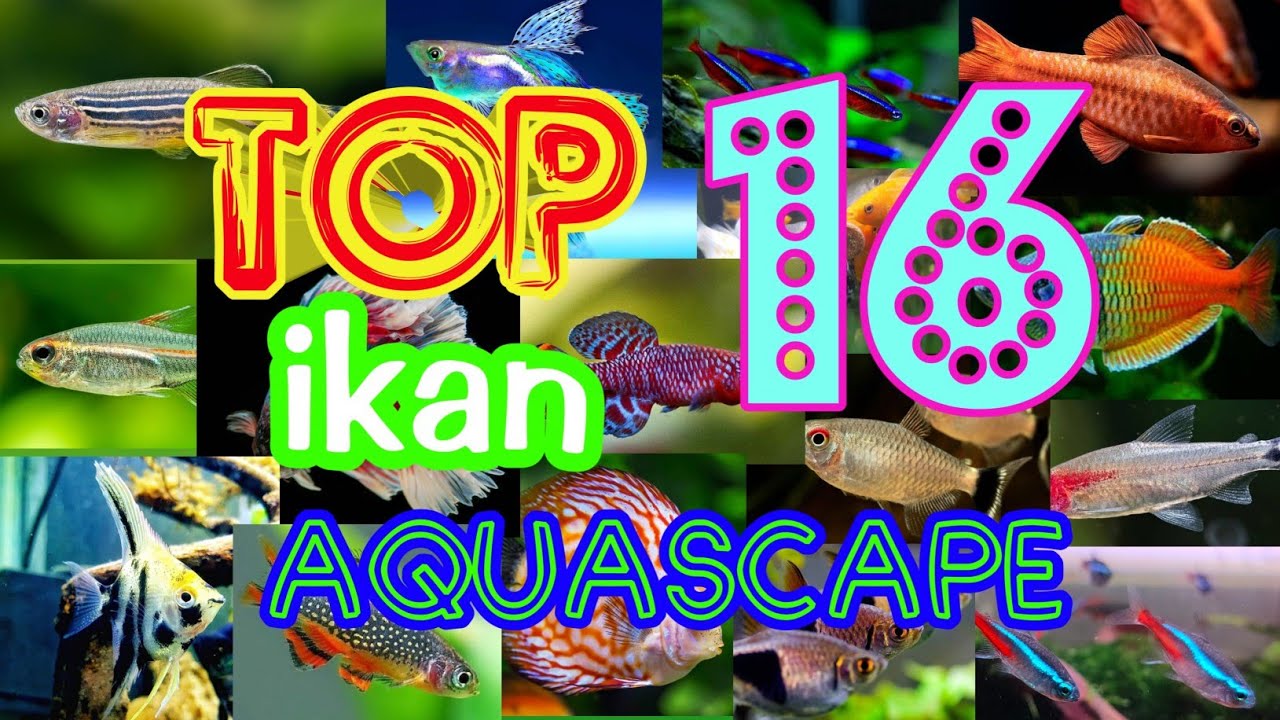 TOP 16 FISH FOR PLANTED AQUARIUMS | 16 JENIS IKAN HIAS AQUASCAPE