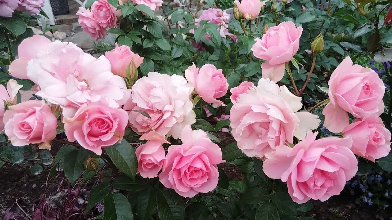 В гостях у лета 🐈‍⬛🌹🐈. Дубль два 😁