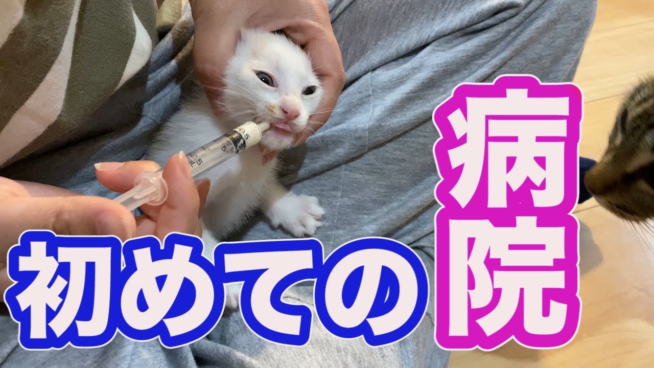 猫の子育て３０　子猫を初めて病院に連れて行ったら
