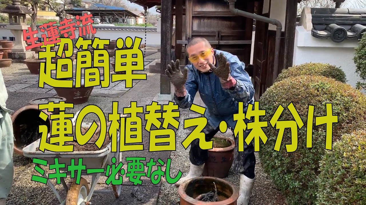 超簡単!  蓮の植替え 株分け   蓮和尚 生蓮寺