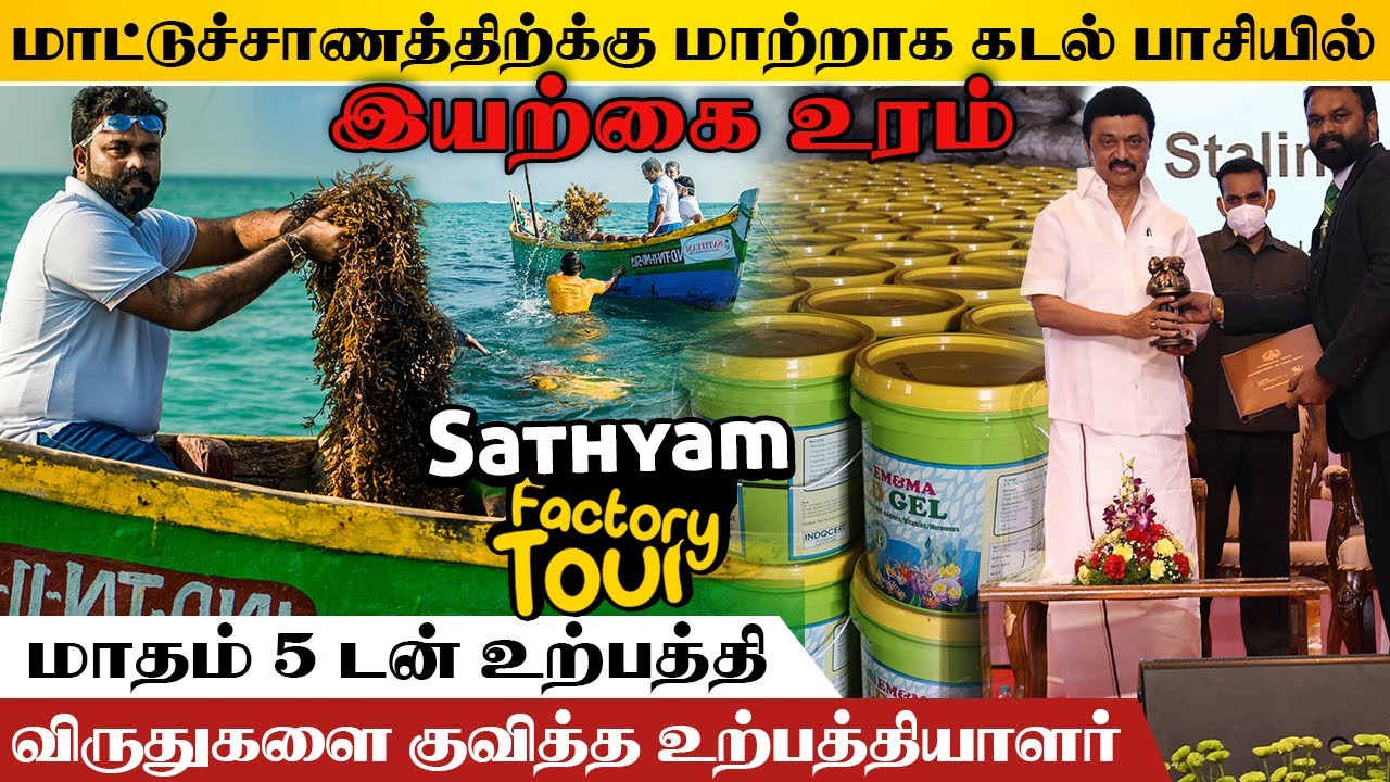 மாட்டுச்சாணத்திற்க்கு மாற்றாக கடல் பாசியில் இயற்க்கை உரம் | sathyam Agro Clinic