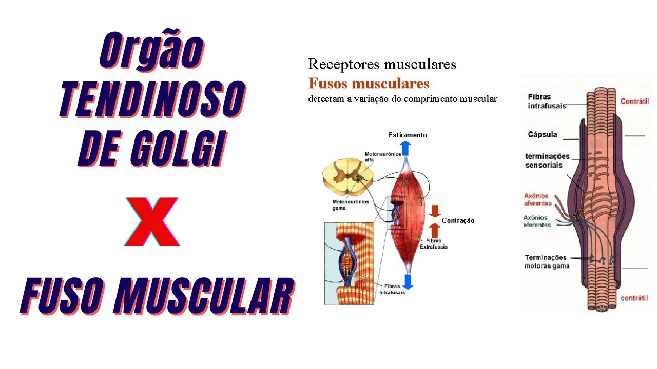 ÓRGÃO TENDINOSO DE GOLGI X FUSO MUSCULAR