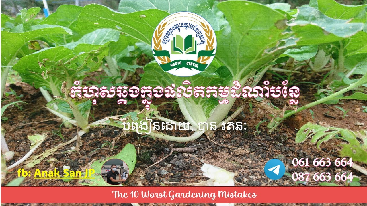 កំហុសឆ្គងក្នុងផលិតកម្មដំណាំបន្លែ