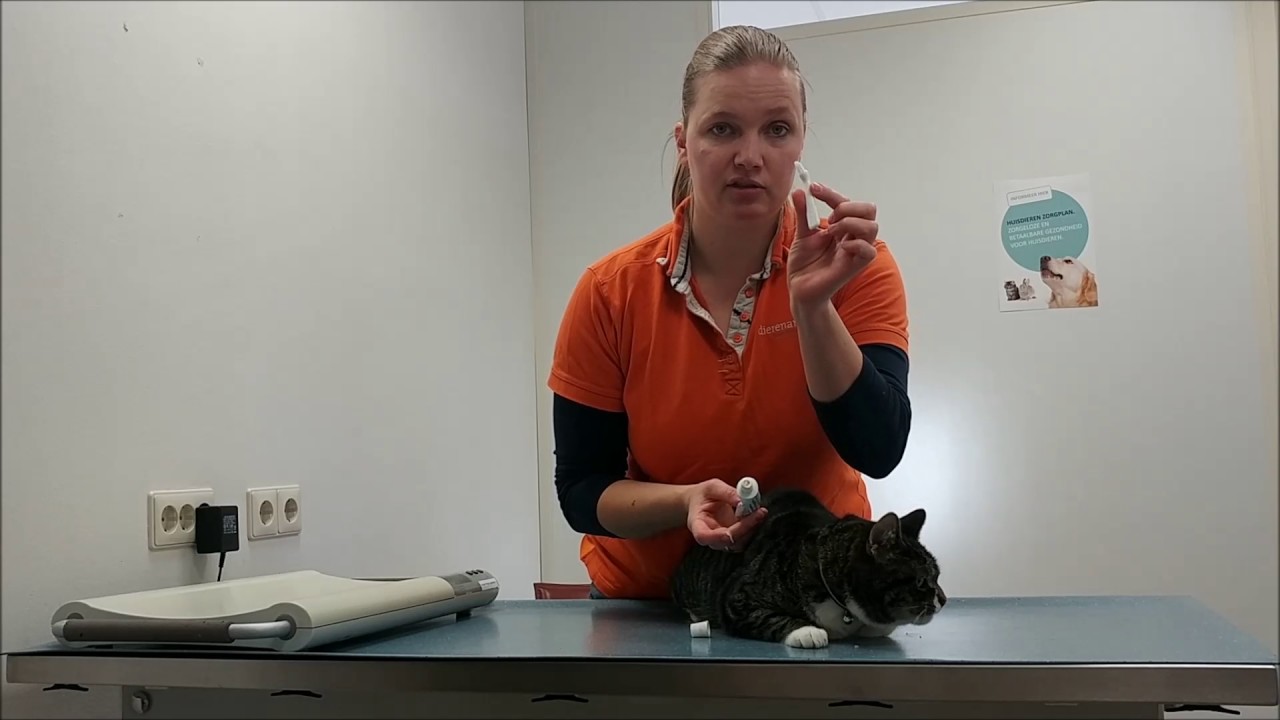 Hoe poets je het gebit van je kat?