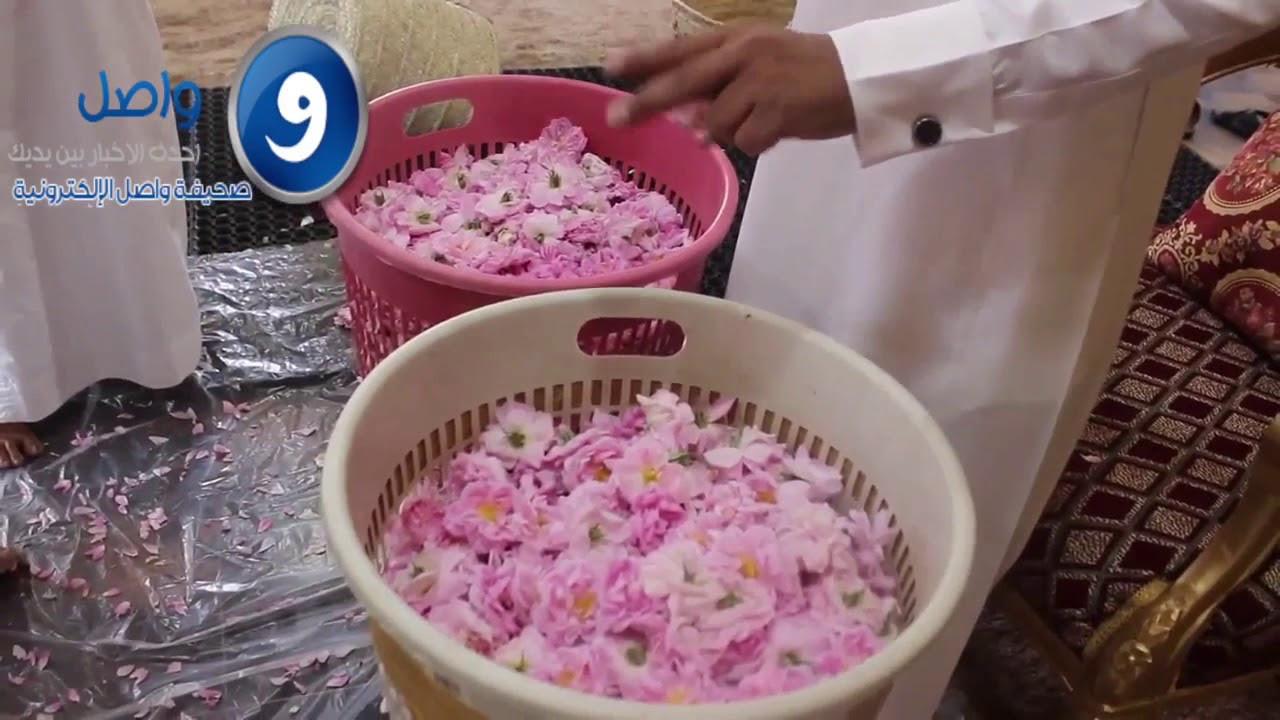شاهد كيف يتم تصنيع عطر الورد الطائفي