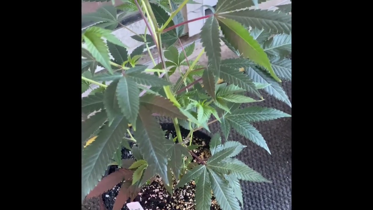 2024 Spring Pheno Hunt