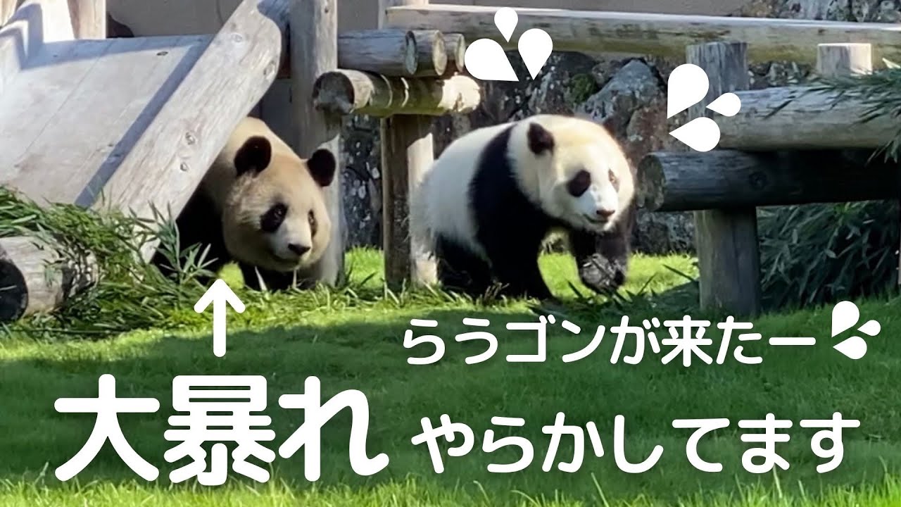 良浜のスパルタ教育がナナメ上すぎ😂暴れちらかして楓浜タジタジ..パンダの親子🐼