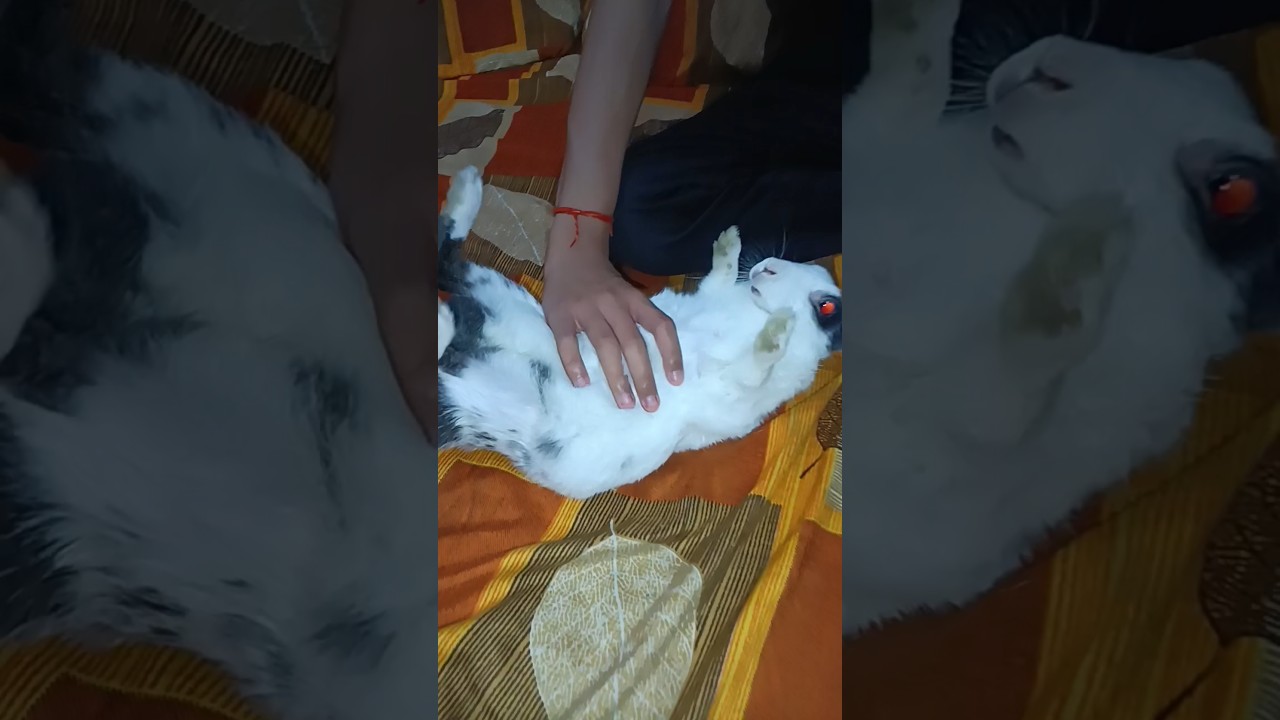 gulli vs ronaldo edit #trending #rabbit #shorts #shortvideo
