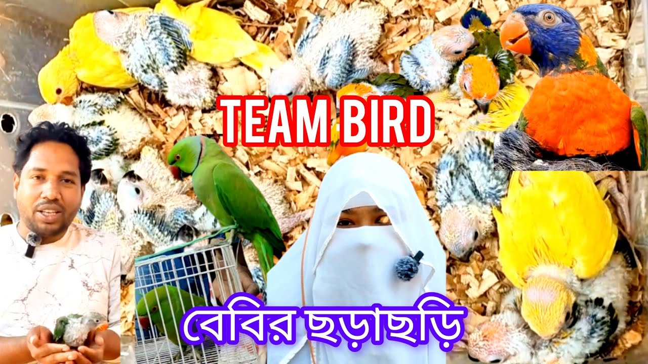 Team Bird, বেেবির ছড়াছড়ি। Tanjim Aviary.  মিরপুর পাখির হাট। 