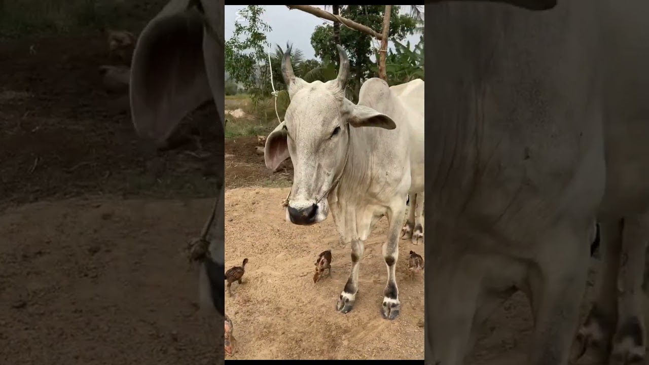 មានគោលក់គ្រប់ប្រភេទ