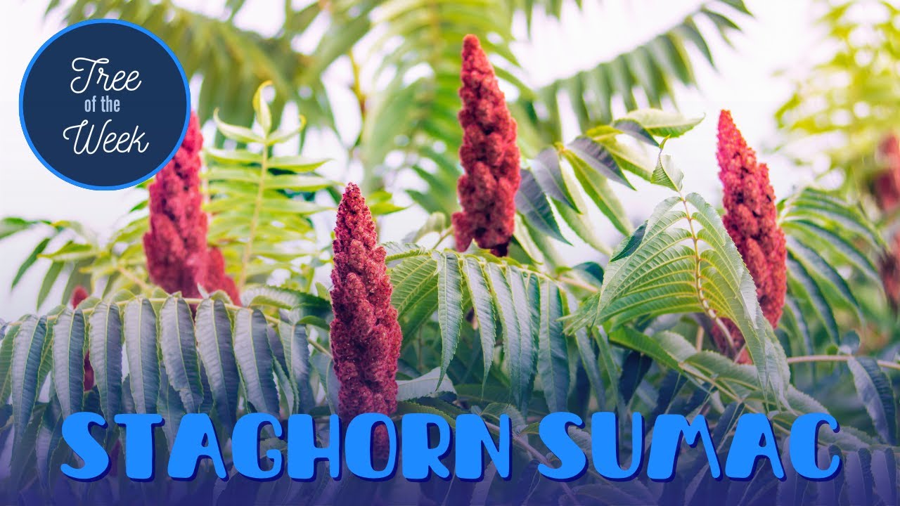 Tree of the Week: Staghorn Sumac