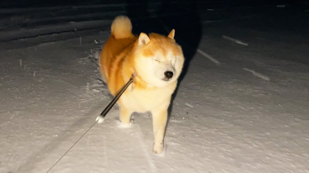 Shibe walk with a slight bounce in deep snow
