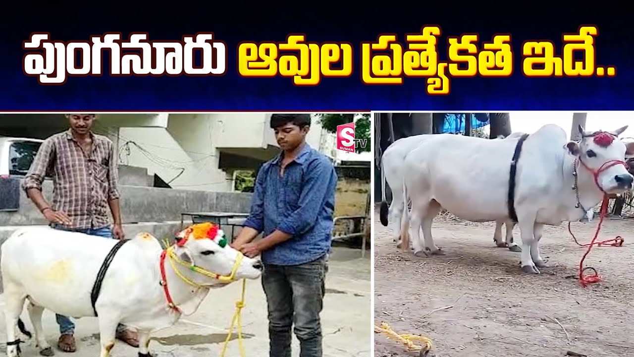 Punganur Cow Farming | World's Smallest Cow Breed |  Specialities Of Punganur Cow | SumanTV