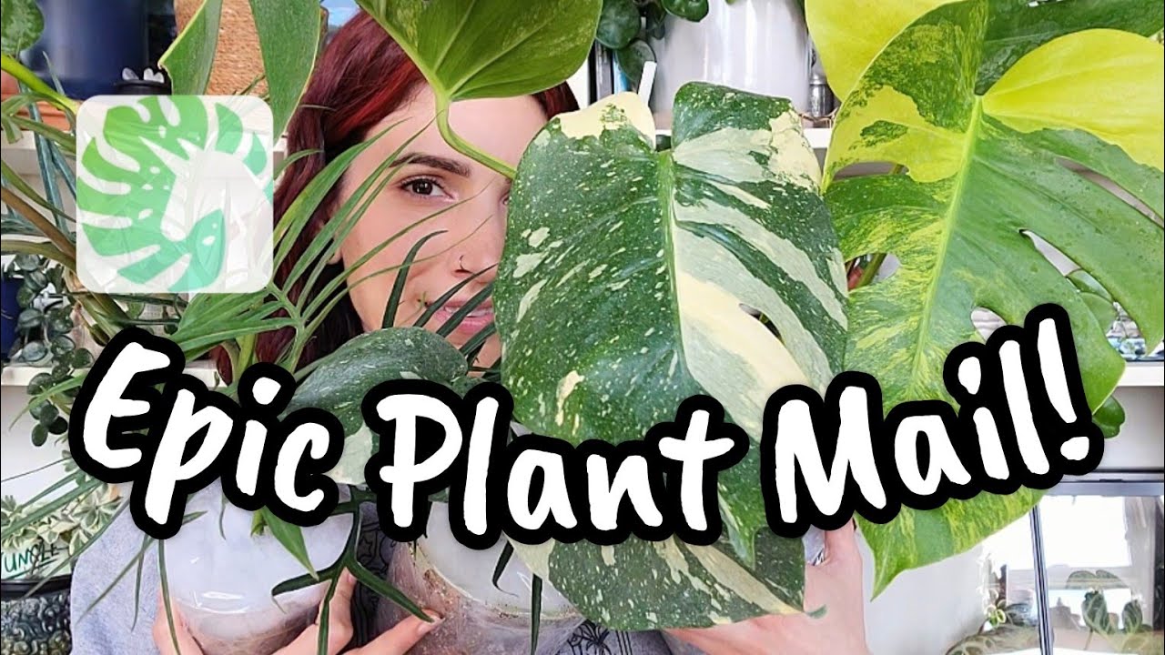 MOST EPIC PLANT UNBOXING!!! 😲 All the Monstera & More from Beleaf Tropicals 🦄🌿