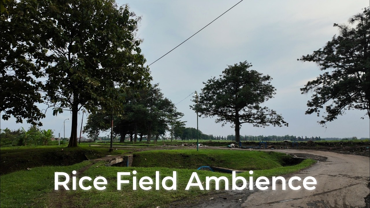 Suasana Sawah Sore Hari - Relaxing Rice Field Ambience | POV Country side Walk