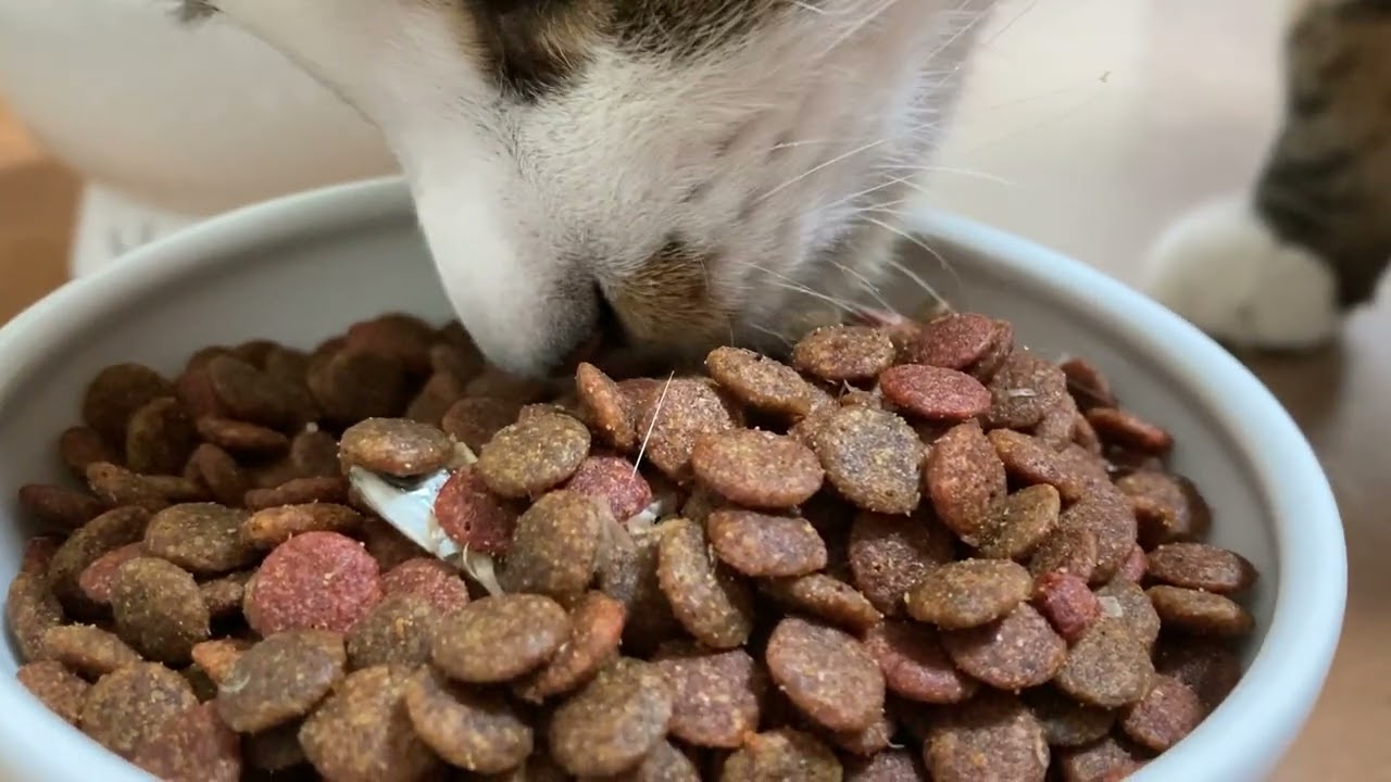 【カリカリASMR】ドアップでにぼしを食べてくれる猫