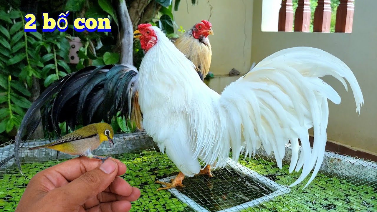 Thả Rông Toàn Bộ Chim Khuyên Cho Tắm Và Bất Ngờ Với Vẻ Đẹp Của Gà Tân Châu Mới Lớn / Quế Nghịch