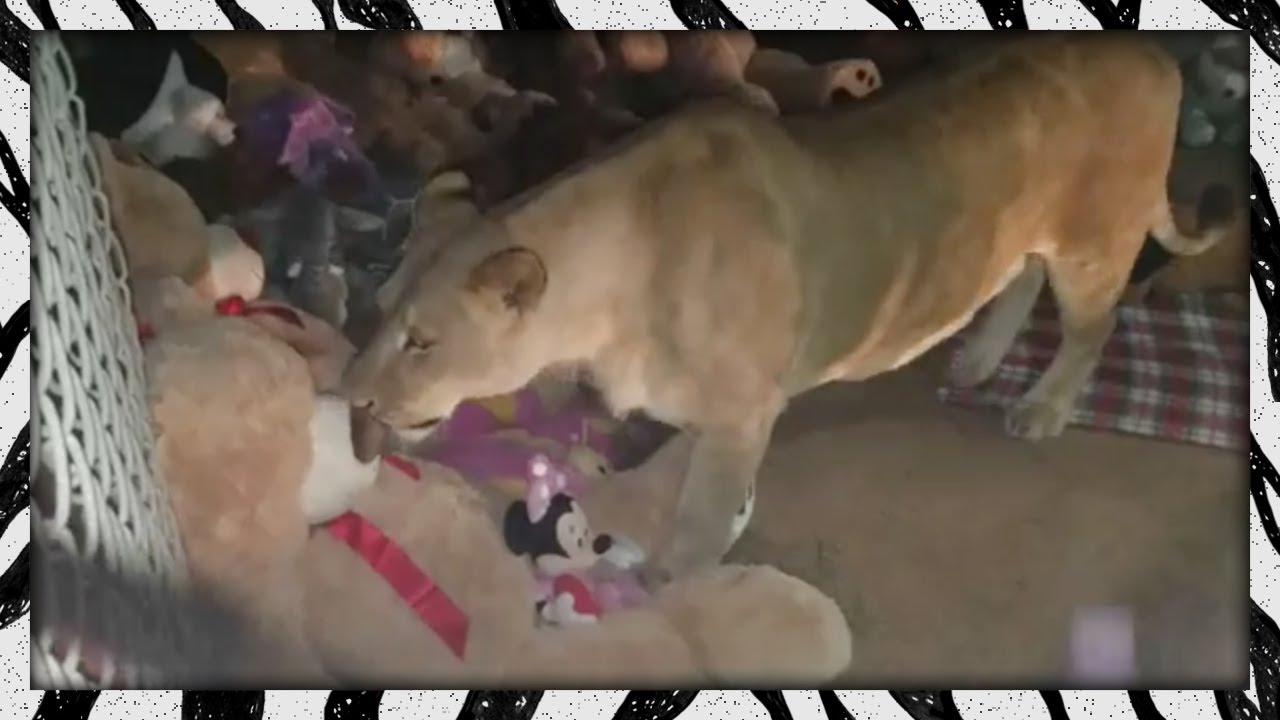 Noey gets her stuffies