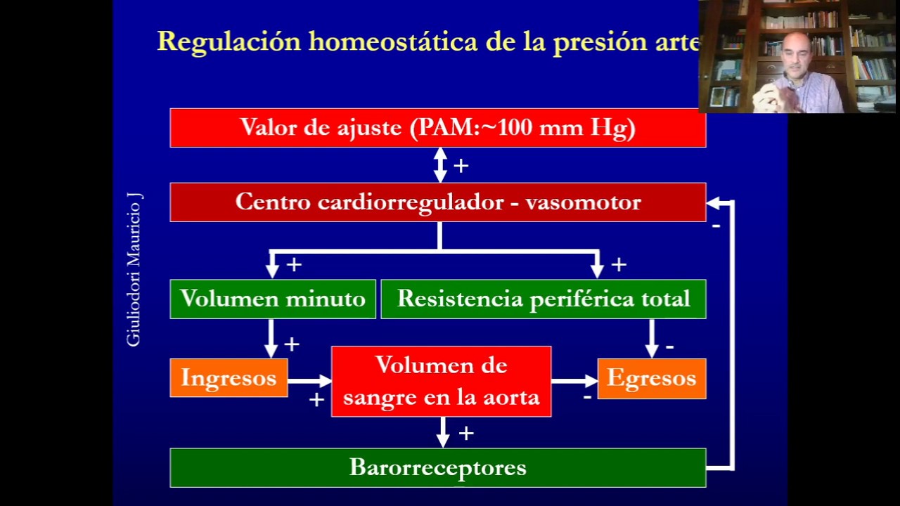 Fisiología cardiovascular: regulación de presión arterial en 5 minutos, fácil, rápido y sencillo