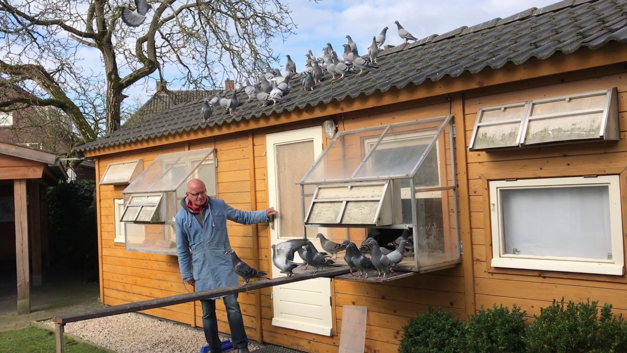 Passion4pigeons-de Jong-Santbergen-Jonge duiven 2017