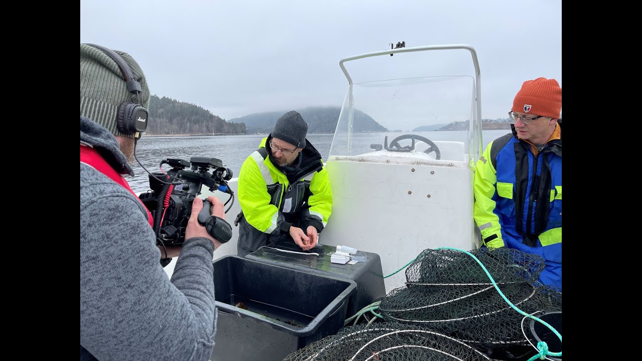 Hvorfor dør Oslofjorden?