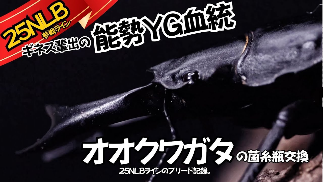 オオクワガタ 能勢YG血統 25NLB参戦ラインの菌糸瓶交換