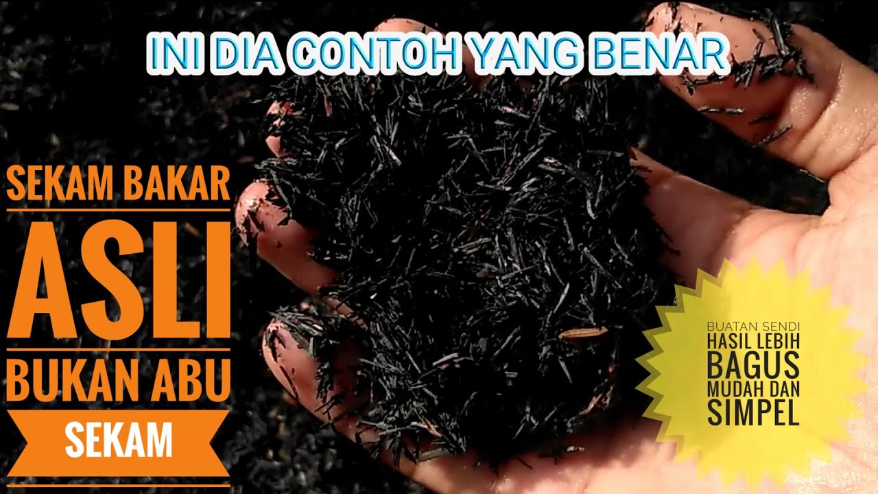sekam bakar, arang sekam,sekam olahan sendiri,bahan dasar arang sekam