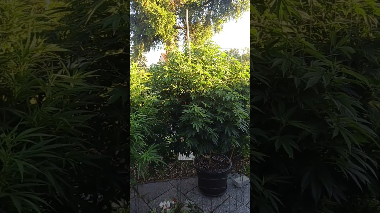 Outdoor Grow 2024 Germany Living Soil f&uuml;r Maximale Ertr&auml;ge. #bigplants #420 #legalisierung #germany