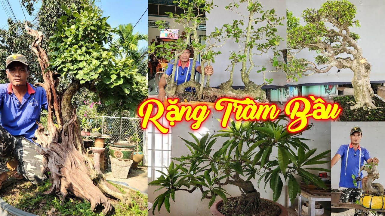 MR HÀN CHỌN | #0795446979 | ĐỘC ĐẸP GIÁ MỀM RỪNG TRÂM BẦU, LÊKIMA, TRẮC KHỦNG, MCT GIÓ LÙA, LỘC, KHẾ