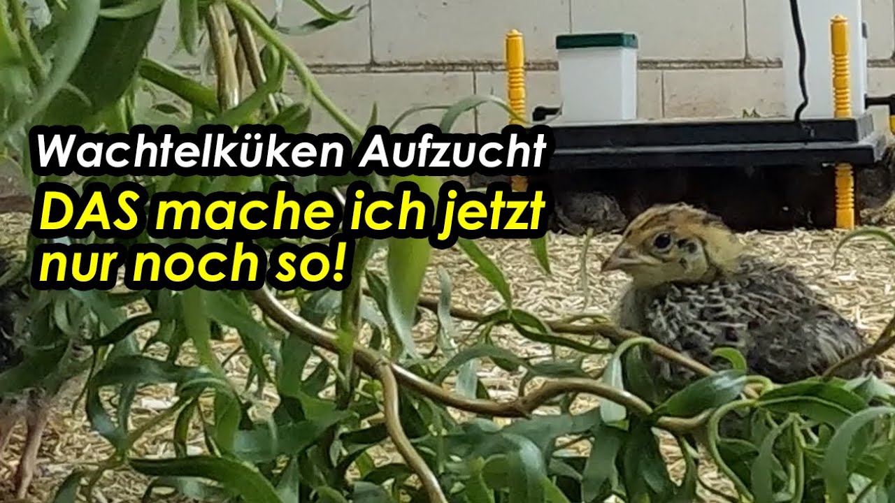 Wachtelküken Aufzucht - Das werde ich bei der Wachtelküken Aufzucht künftig anders machen