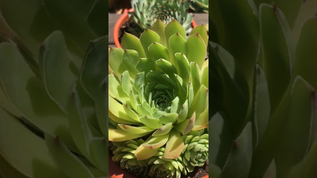 Sempervivum Tectorum, &iexcl;&iexcl;Una alfombra verde!! #sempervivum #succulents