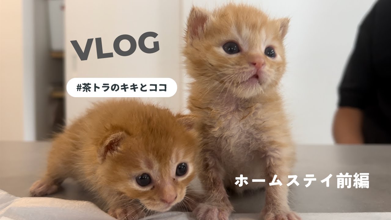 ［子猫のミルクボランティアvlog］茶トラのキキとココ｜2回目の子猫ミルクボランティア｜犬猫と暮らす家｜ホームステイ（前編）