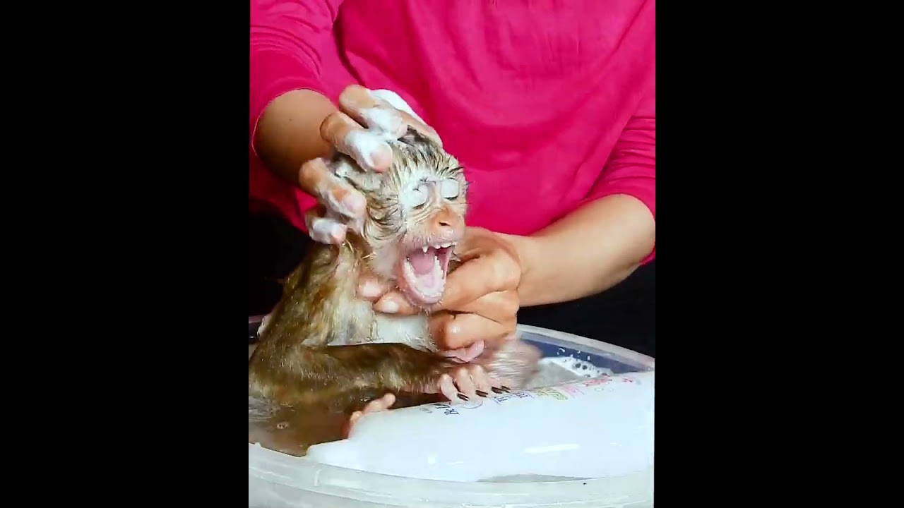 Adorable monkey Mary #short