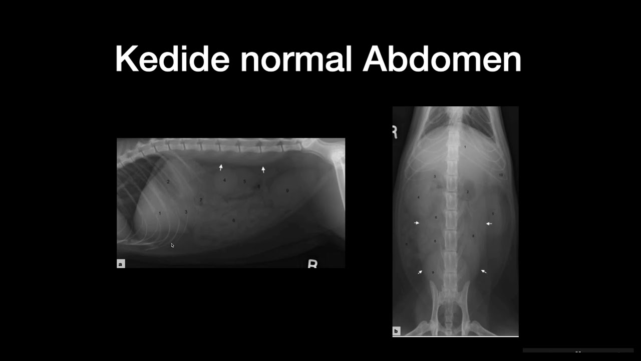 Kedi ve köpeklerde normal abdominal radyografi