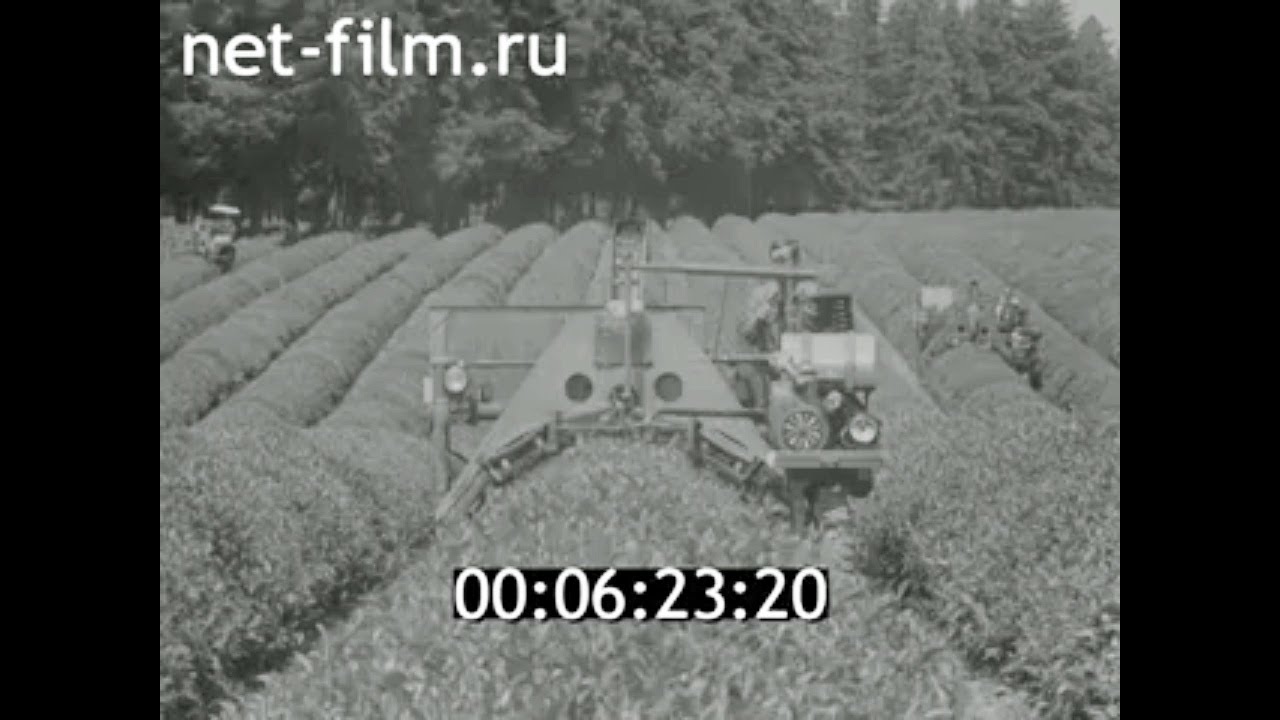 1980г. совхоз Цаленджихский. фабрика Чхороцку. Грузия